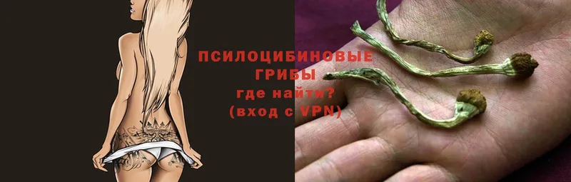 Галлюциногенные грибы Psilocybe  Михайловск 